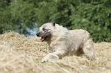 BOUVIER DES ARDENNES 003